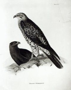 Ptaki drapieżne, płyta 2 z „Zoologii podróży H.M.S Beagle, 1832-36” Karola Darwina autorstwa English School