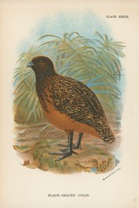 Czarnogłowy Colin autorstwa English School