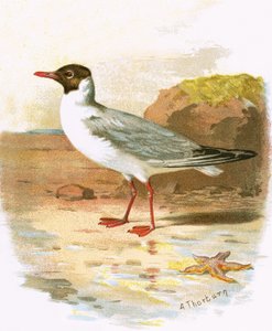 Mewa czarnogłowa