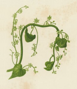 Bryonia pospolita, Tamus Communis (kolorowa litografia) autorstwa English School