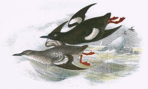 Czarny Guillemot autorstwa English School