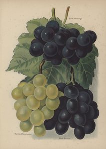 Black Hamburgh, Buckland Sweetwater, Czarne Alicante autorstwa English School