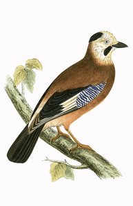 Czarnogłowy Jay, ilustracja z „Historii ptaków Europy nieobserwowanej na wyspach brytyjskich” Charlesa Roberta Bree (1811-86), opublikowana w 1867 r. autorstwa English School