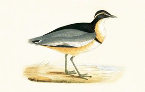 Sieweczka czarnogłowa, ilustracja z „Historii ptaków Europy nieobserwowanych na wyspach brytyjskich” Charlesa Roberta Bree (1811-86), opublikowana w 1867 r.