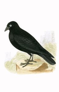 Czarna Kawka, ilustracja z „Historii ptaków Europy nieobserwowanej na wyspach brytyjskich” Charlesa Roberta Bree (1811-1886), opublikowana w 1867 r.