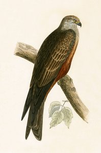 Kania czarna, ilustracja z „Historii ptaków Europy nieobserwowanej na wyspach brytyjskich” Charlesa Roberta Bree (1811-1886), opublikowana w 1867 r. autorstwa English School