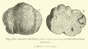 Trufla czarna (Tuber melanospermum); Podziemny grzyb autorstwa English School