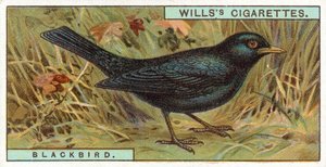 Kos autorstwa English School