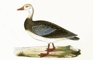 Niebieskoskrzydlata gęś, ilustracja z „Historii ptaków Europy nieobserwowanej na wyspach brytyjskich” Charlesa Roberta Bree (1811-1886), opublikowana w 1867 r.
