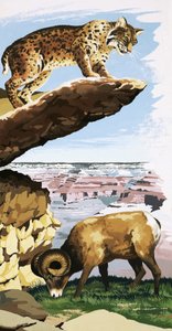 Bobcat i owce Bighorn w Parku Narodowym Wielkiego Kanionu autorstwa English School