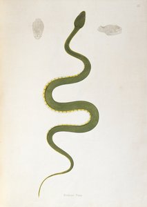 Bodroo Pam Snake z An Account of Indian Serpents zebranych z wybrzeża Coromandel przez Patricka Russella, Londyn, 1796 autorstwa English School