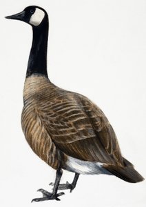Brent Goose autorstwa English School