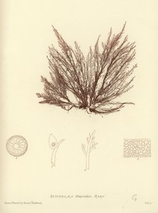 Brytyjskie wodorosty (z nadrukiem natury) autorstwa English School