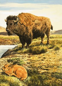 Buffalo autorstwa English School