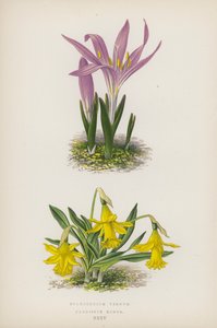 Bulbocodium Vernum; Narcissus Minor (litografia barwna) autorstwa English School