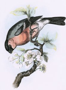 Bullfinch autorstwa English School