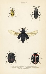 Chrząszcz grzebiący, Nicrophorus humator 1, padlinożerca, Necrodes littoralis 2, Dendroxena quadrimaculata 3, chrząszcz dywanowy, Anthrenus scrophulariae 4 i Hister quadrimaculatus var autorstwa English School