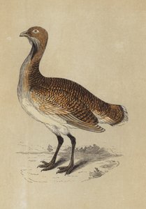 Bustard (kolorowa litografia) autorstwa English School
