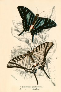 Motyle autorstwa English School