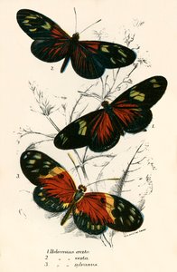 Motyle autorstwa English School