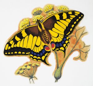 Motyl autorstwa English School