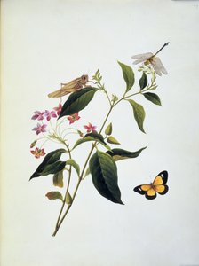 Motyl, konik polny i ważka na roślinie autorstwa English School