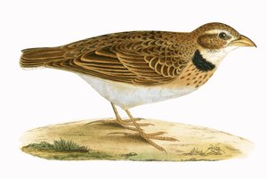Calandra Lark, ilustracja z „Historii ptaków Europy nieobserwowanej na wyspach brytyjskich” Charlesa Roberta Bree (1811-86), opublikowana w 1867 r.