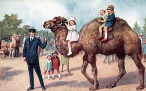 Wielbłąd niosący dzieci, londyńskie zoo (kolor lito) autorstwa English School