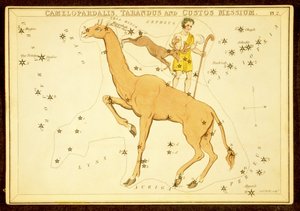 Camelopardalis, Tarandus i Custos Messium, wyd. 1825 (grawerowanie ręcznie kolorowane) autorstwa English School