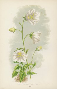 Campanula Carpatica B Alba (kolor lito) autorstwa English School