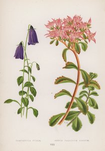 Dzwonek Pulla; Rozchodnik Pallidum Roseum (kolor lito) autorstwa English School