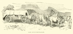 Cape Bullock-wagon
