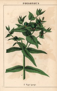 Wilczomlecz kaparowy z zielonymi nasionami, Euphorbia lathyris   , z „Pouczającej książki z obrazkami, czyli lekcji ze świata warzyw”, [Charlotte Mary Yonge], Edynburg autorstwa English School