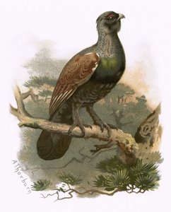 Caperailzie