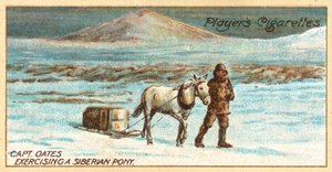 Kapitan Oates Ćwiczący na kucyku syberyjskim (chromolitho) autorstwa English School
