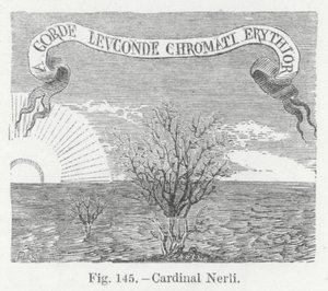 Kardynał Nerli (rycina) autorstwa English School