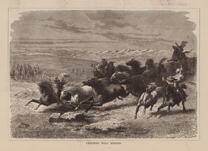 Łapanie dzikich koni (grawerunek) autorstwa English School