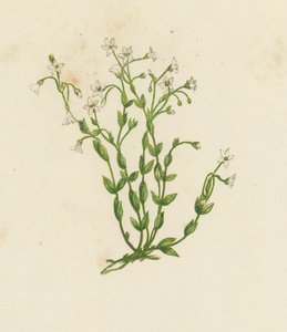 Len Catharticum, Linum Catharticum (litografia kolorowa) autorstwa English School