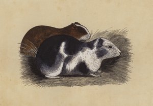 Cavy (kolorowa litografia) autorstwa English School