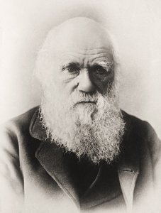Karol Darwin autorstwa English School