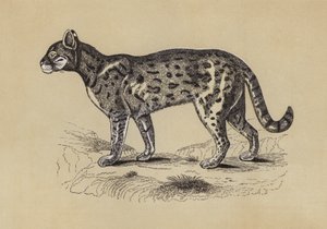Chati (litografia kolorowa) autorstwa English School