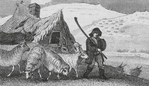Pasterze Cheviot (grawerunek) autorstwa English School