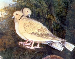 Kurczak i gołębie przy farmie, fragment gołębi (akwarela, gwasz na papierze) (detal 93278) autorstwa English School