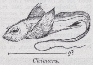 Chimera (członkowie) autorstwa English School