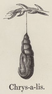 Chrysalis (grawerunek) autorstwa English School