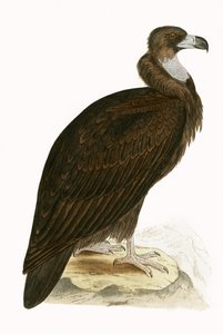Cinereous Vulture, ilustracja z „Historii ptaków Europy nieobserwowanych na wyspach brytyjskich” Charlesa Roberta Bree (1811-86), opublikowana w 1867 (kolor lito) autorstwa English School