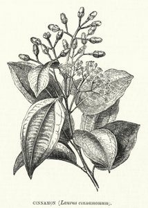 Cynamon, Laurus cinnamomum (grawerowanie) autorstwa English School