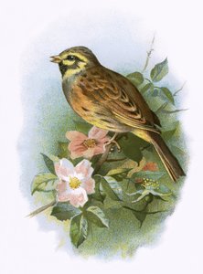 Cirl Trznadel