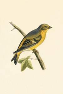 Citril Finch, ilustracja z „Historii ptaków Europy nieobserwowanej na wyspach brytyjskich” Charlesa Roberta Bree (1811-86), opublikowana w 1867 r.