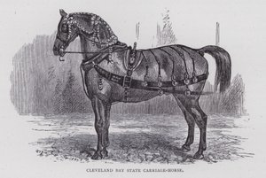 Cleveland Bay State Carriage-Horse (grawerowanie) autorstwa English School